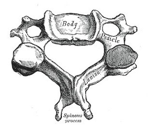 Gray 84 cervical vertebra (1)