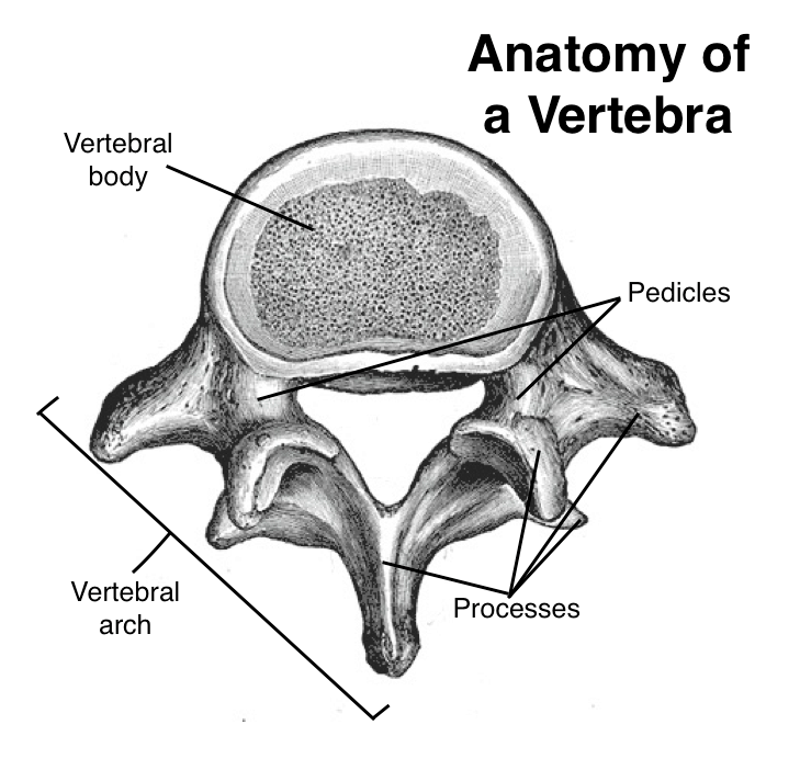 Anatomy of Vertebra_Spinal Tumors Overview
