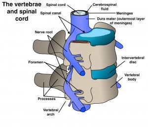 The vertebrae and spinal cord_Spinal Tumors Overview