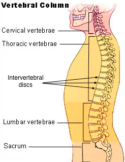 vertebral image_Spinal Tumors Overview