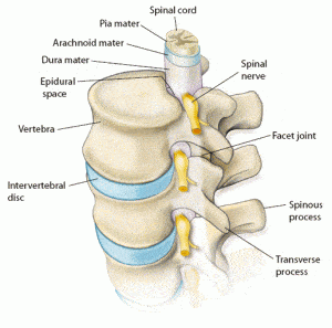 Heim_Anatomy_new-300x297_cervical myelopathy