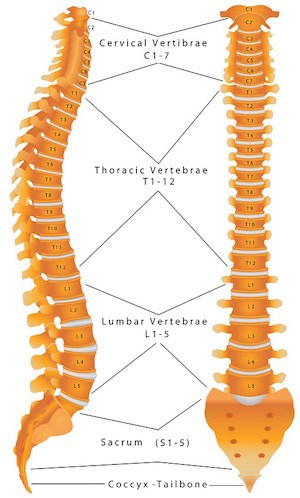 Spinal Column. (c) vonuk. http://www.bigstockphoto.com/search/?contributor=vonuk/Bigstock